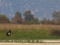 Schwarzstorch, Black Stork, Ciconia nigra, Cigogne noire, Cigüeña Negra