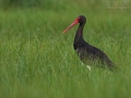 Schwarzstorch, Black Stork, Ciconia nigra, Cigogne noire, Cigüeña Negra