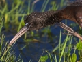 Sichler, Glossy Ibis, Plegadis falcinellus, Ibis falcinelle, Morito Común
