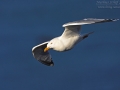 Silbermöwe, Herring Gull, Larus argentatus,