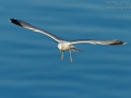 Silbermöwe, Herring Gull, Larus argentatus,