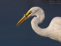 Silberreiher, Great White Egret, Egretta alba