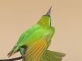 Smaragdspint, Little Green Bee-eater, Little Green Bee Eater, Merops orientalis, Guêpier d'Orient, Abejaruco Oriental