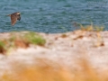 Sperber, Eurasian Sparrowhawk, Accipiter nisus
