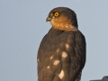 Sperber, Eurasian Sparrowhawk, Accipiter nisus