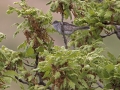 Sperbergrasmücke, Barred Warbler, Sylvia nisoria, Fauvette épervière, Curruca Gavilana