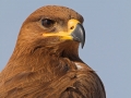 Steppenadler, Steppe Eagle, Aquila nipalensis, Aigle des steppes, Águila Esteparia