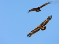 Steppenadler, Steppe Eagle, Aquila nipalensis, Aigle des steppes, Águila Esteparia