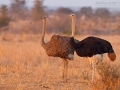 Strauß, Ostrich, Struthio camelus, Autruche d'Afrique, Avestruz