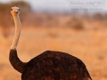 Strauß, Ostrich, Struthio camelus, Autruche d'Afrique, Avestruz