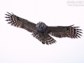 Streifenkauz, Barred Owl, Strix varia