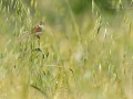 Streifenprinie, Graceful Warbler, Graceful Prinia, Prinia gracilis, Prinia gracile, Alzacola Grácil