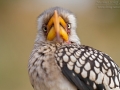 Südlicher Gelbschnabeltoko, Southern Yellow-billed Hornbill, Tockus leucomelas