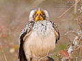 Südlicher Gelbschnabeltoko, Southern Yellow-billed Hornbill, Tockus leucomelas