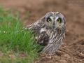 Sumpfohreule, Short-eared Owl, Asio flammeus