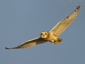 Sumpfohreule, Short-eared Owl, Asio flammeus