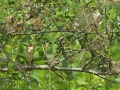 Sumpfrohrsänger, Marsh Warbler, Acrocephalus palustris, Rousserolle verderolle, Carricero Políglota