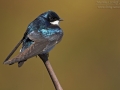 Sumpfschwalbe, American Tree Swallow Tree Swallow, Tachycineta bicolor, Hirondelle bicolore, Golondrina Arbórea