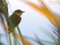 Teichrohrsänger, Reed Warbler, Eurasian Reed Warbler, Eurasian Reed-Warbler,  Acrocephalus scirpaceus, Rousserolle effarvatte, Carricero Común