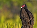 Truthahngeier, Turkey Vulture, Cathartes aura