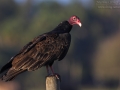 Truthahngeier, Turkey Vulture, Cathartes aura