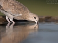 Türkentaube, Collared Dove, Eurasian Collared-Dove, Eurasian Collared Dove, Streptopelia decaocto, Tourterelle turque, Tórtola Turca