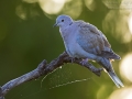Türkentaube, Collared Dove, Eurasian Collared-Dove, Eurasian Collared Dove, Streptopelia decaocto, Tourterelle turque, Tórtola Turca