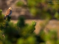 Turmfalke, Eurasian Kestrel, Falco tinnunculus