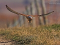 Turmfalke, Common Kestrel, Kestrel, Eurasian Kestrel, Falco tinnunculus, Faucon crécerelle, Cernícalo Vulgar
