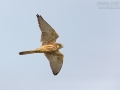 Turmfalke, Eurasian Kestrel, Falco tinnunculus