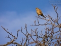 Turmfalke, Common Kestrel, Kestrel, Eurasian Kestrel, Falco tinnunculus, Faucon crécerelle, Cernícalo Vulgar