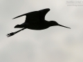 Uferschnepfe, Black-tailed Godwit, Limosa limosa, Barge à queue noire, Aguja Colinegra