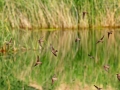 Uferschwalbe, Sand Martin, Bank Swallow, Riparia riparia, Hirondelle de rivage, Avión Zapador