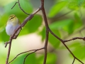 Waldlaubsänger, Wood Warbler, Phylloscopus sibilatrix
