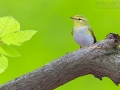 Waldlaubsänger, Wood Warbler, Phylloscopus sibilatrix