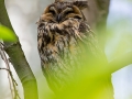 Waldohreule, Long-eared Owl, Asio otus