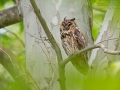 Waldohreule, Long-eared Owl, Asio otus