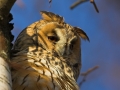 Waldohreule, Long-eared Owl, Asio otus, Hibou moyen-duc, Búho Chico