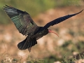 Waldrapp, Northern Bald Ibis, Waldrapp, Geronticus eremita, Ibis chauve, Ibis Eremita