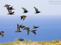 Waldrapp, Northern Bald Ibis, Waldrapp, Geronticus eremita, Ibis chauve, Ibis Eremita
