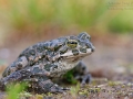 Wechselkröte / European Green Toad / Bufo viridis