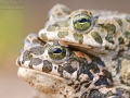 Wechselkröte / European Green Toad / Bufo viridis