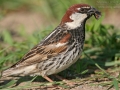 Weidensperling, Spanish Sparrow, Passer hispaniolensis, Moineau espagnol, Gorrión Moruno