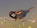 Weidensperling, Spanish Sparrow, Passer hispaniolensis, Moineau espagnol, Gorrión Moruno
