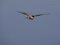 Weißbart-Seeschwalbe, Weißbartseeschwalbe, Whiskered Tern, Chlidonias hybridus, Chlidonias hybrida, Guifette moustac, Fumarel Cariblanco