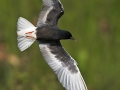 Weißflügel-Seeschwalbe, Weißflügelseeschwalbe, White-winged Black Tern, White-winged Tern, Chlidonias leucopterus, Chlidonias leucoptera, Guifette leucoptère, Fumarel Aliblanco