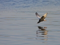 Weißflügel-Seeschwalbe, Weißflügelseeschwalbe, White-winged Black Tern, White-winged Tern, Chlidonias leucopterus, Chlidonias leucoptera, Guifette leucoptère, Fumarel Aliblanco