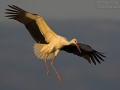 Weißstorch, White Stork, Ciconia ciconia