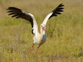 Weißstorch, White Stork, Ciconia ciconia