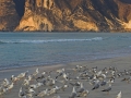 Weißwangen-Seeschwalbe, Weißwangenseeschwalbe, White-cheeked Tern, Sterna repressa, Sterne à joues blanches, Charrán Arábigo